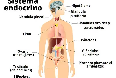 sistema endocrino
