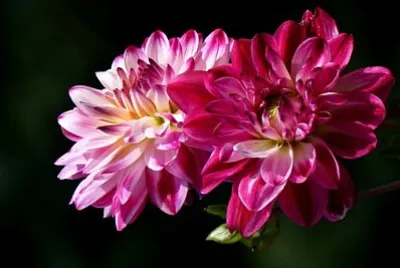 Foto jigsaw puzzle