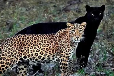 leopardo