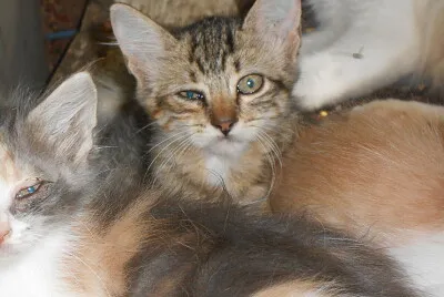 miaus