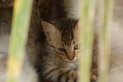 gatinho fofo