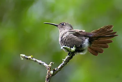 Colibrì mdesto
