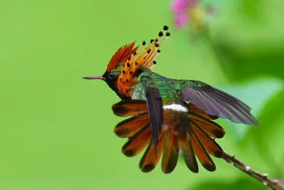 Coquette dai ciuffetti