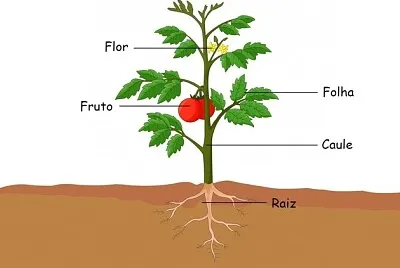 Partes da planta