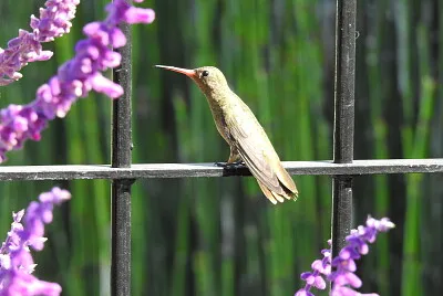 Picaflor Descansando