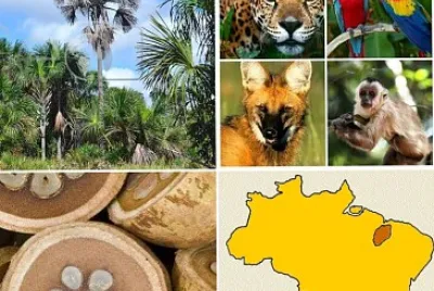 פאזל של ESTÁ ENTRE FLORESTA AMAZÔNICA, CERRADO E CAATINGA!