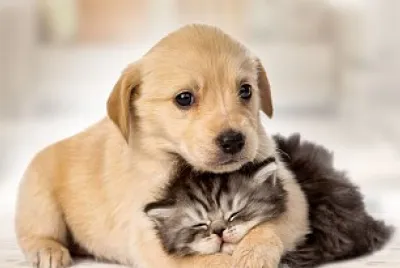 Varias fotos de animais