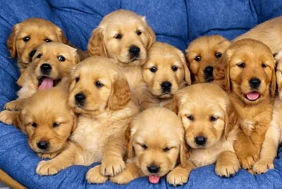 Fotos de animais