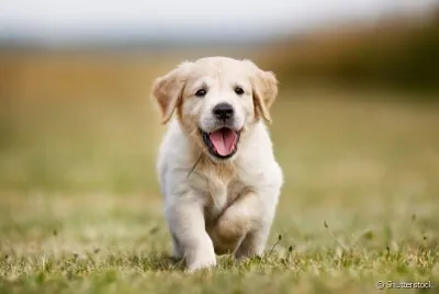 Fotos de animais