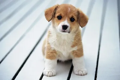 Fotos de animais