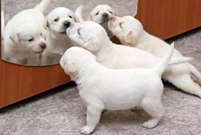 Fotos de animais