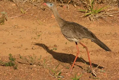 Seriema zamperosse