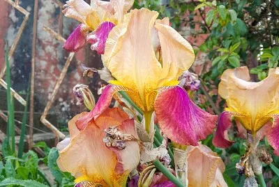 FLOWERS