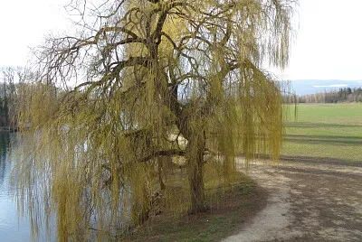 La Sauge saule pleureur