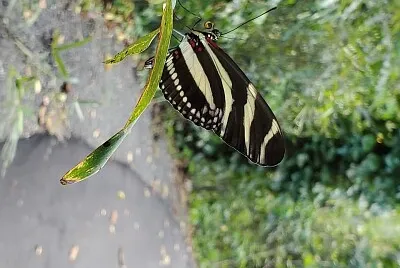 Mariposa, Jardín Botánico, UPR