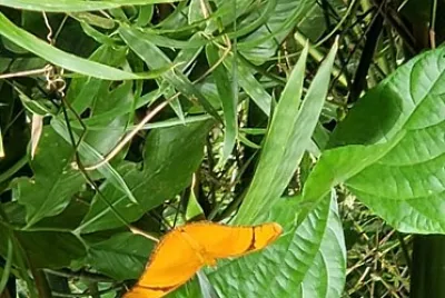 Mariposa amarilla