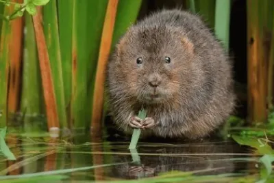 animals and mirrors