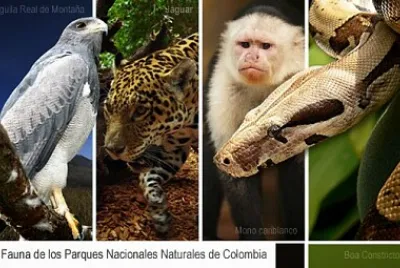 Fauna región Caribe