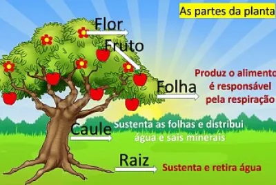 PARTES DA PLANTA