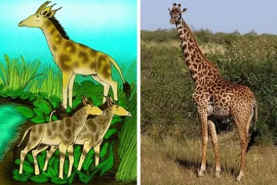 evolución, taxonomia. jigsaw puzzle