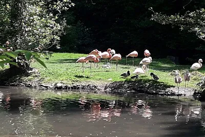 Flamingo