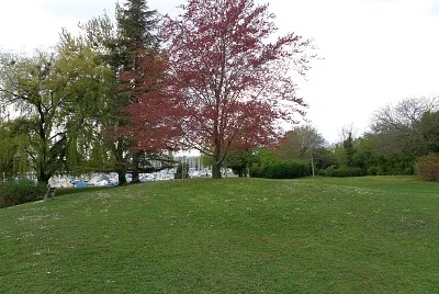 Auvernier hêtre rouge