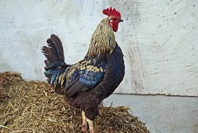 Foto