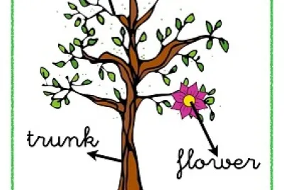 plants
