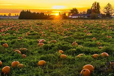 Foto jigsaw puzzle