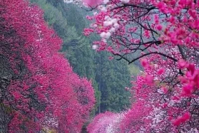 paisaje jigsaw puzzle