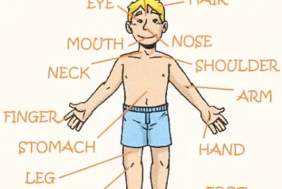 Parts of the body