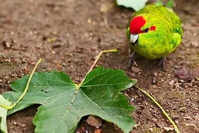 Foto