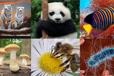 Arma el rompecabezas