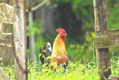 animal