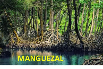 Manguezal jigsaw puzzle