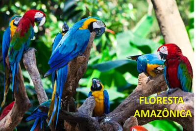 Floresta Amazonica