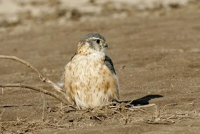 Falco columbarius