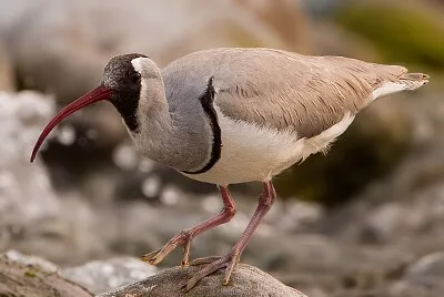 Becco d 'ibis