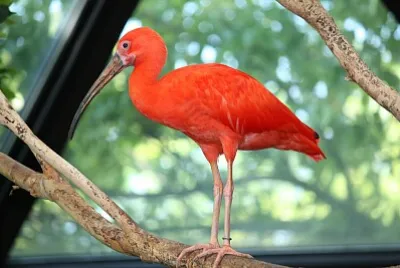 Ibis scarlatto