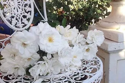 flores
