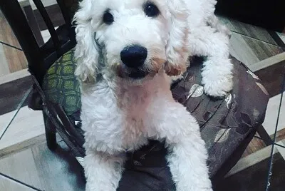 Mascota