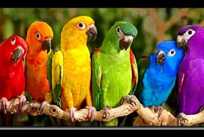 Loros coloridos