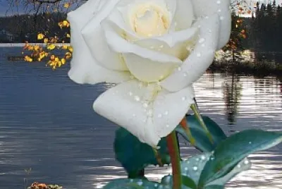 flores