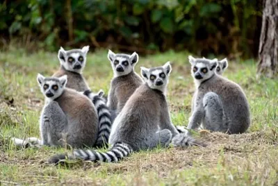 MADAGASCAR-LEMURS jigsaw puzzle