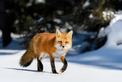 fox