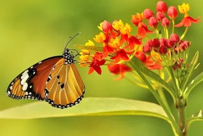 mariposa 3 jigsaw puzzle
