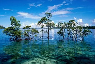 paisagem jigsaw puzzle