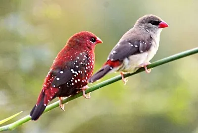 Fringuello fragola