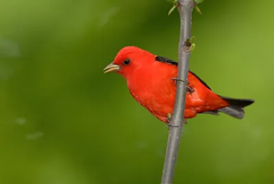Piranga scarlatta