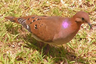 Tortora zenaida